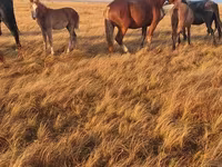 Caballo, Altai horse — foto 4