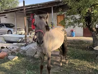 Caballo, Tiger horse — foto 1