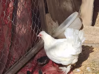 Chickens — photo 3