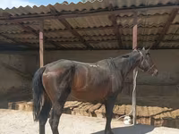 Horse (M), Karachay horse — photo 5