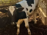 公牛, Cattle — 照片 3