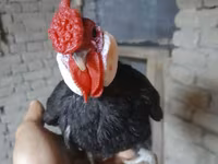 मिनोरका — फ़ोटो 8