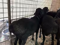 Ram, Sheep — photo 2