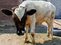 Vaca, Raza Holstein — foto 2