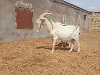 Cabro, Saanen goat — foto 1