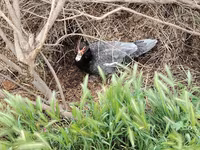Domestic Muscovy — photo 3