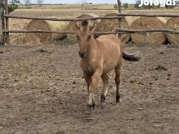 فرس, Fjогd