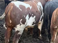 Toro, Simmental cattle — foto 6