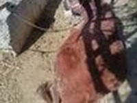 Toro, Ganado vacuno — foto 3