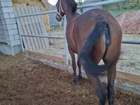Stute, Kazakh horse — Foto 3
