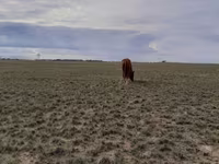 घोड़ी, Horse breed — फ़ोटो 3