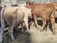 Bovinos (lote, sexo no especificado), Swiss cattle — foto 4