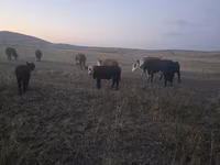 Bulle, Latvian Blue cattle — Foto 4