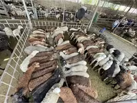 Schaf, Krasnoyarsk sheep — Foto 5