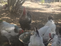 Slovenian Barred Hen — photo 4