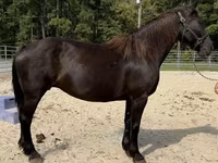 Mare, Percheron — photo 2