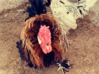 Chickens — 照片 5