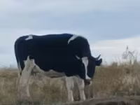 Kuh, Russian Black pied cattle — Foto 2