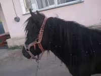Mare, Shetland Pony — photo 4