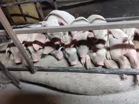 Schweine (Partie, Geschlecht nicht angegeben), Дюрок — Foto 3