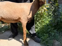 Schaf, Jaidara sheep — Foto 2