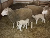 公羊, Dorset horn sheep — 照片 3