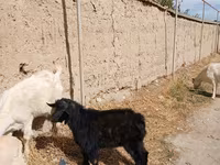 Козёл, Козлы — фото 6