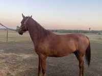 Hengst, Pferde — Foto 6