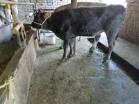 Cow, Russian Black pied cattle — photo 4