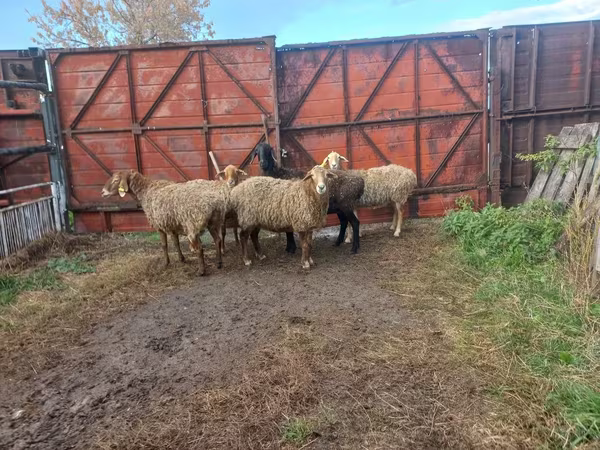Schaf, Schafe