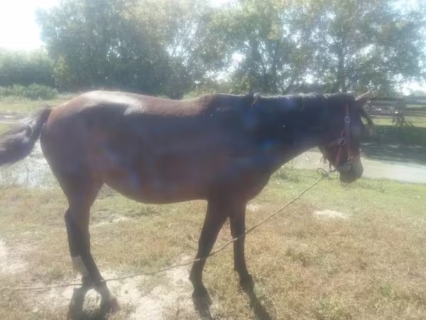Stute, Horse breed