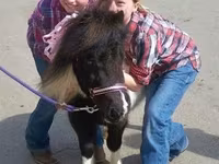 فرس, Miniature horse — الصورة 6