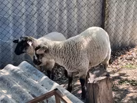 Widder, White Suffolk sheep — Foto 1