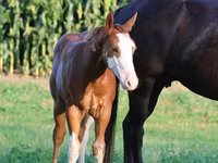 Horse (M), Alter Real — photo 4