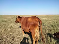 Vaca, Ganado vacuno — foto 1