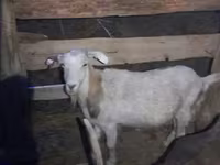 Billy Goat, Goats — photo 1