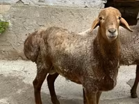 أغنام (دفعة، الجنس غير محدد), الأغنام — الصورة 4