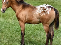 母马, Appaloosa — 照片 4