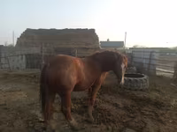 Horse (M), Soviet Heavy draft — photo 2