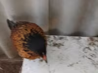 डेनिश हेन — फ़ोटो 2