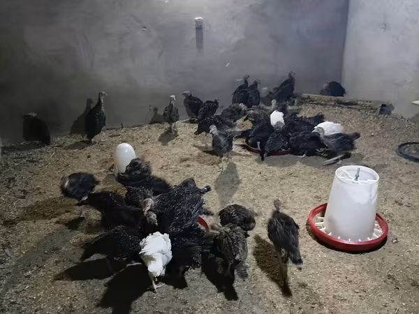 Цесарки
