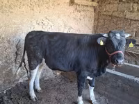 Bull, Cattle — photo 4