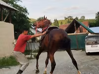Hengst, Karabair horse — Foto 7
