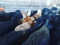 كبش, الأغنام — الصورة 4