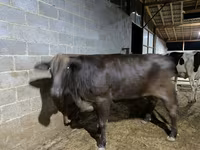 Cow, Brahman — photo 4