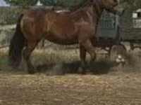 Yegua, Caballos — foto 2