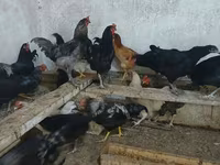 أوسترالورب — الصورة 4