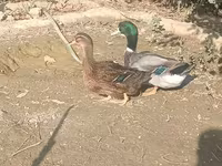 Ducks — 照片 1