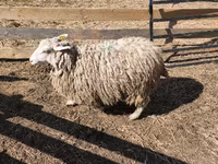 Sheep (batch, sex not specified), Sheep — photo 7
