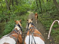 Horse (M), Pinto horses — photo 4